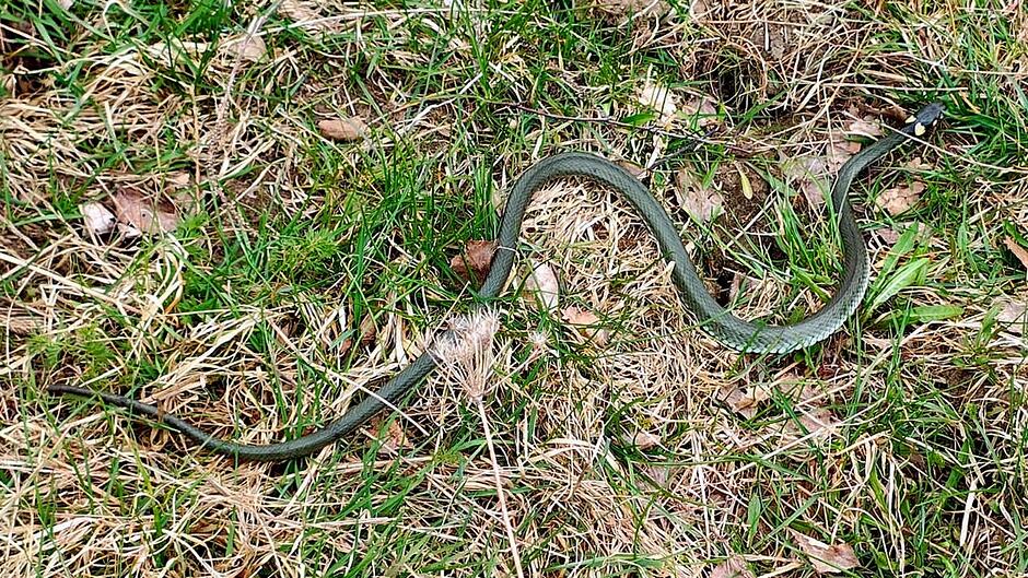 Na pierwszym zdjęciu widać smukłego węża pełzającego po trawie i suchych liściach. Ma oliwkowo-zielone ciało i dość równomierne ubarwienie. Leży częściowo wyprostowany, jakby właśnie się przemieszczał. Otoczenie wygląda na przydomowy trawnik albo skraj parku.