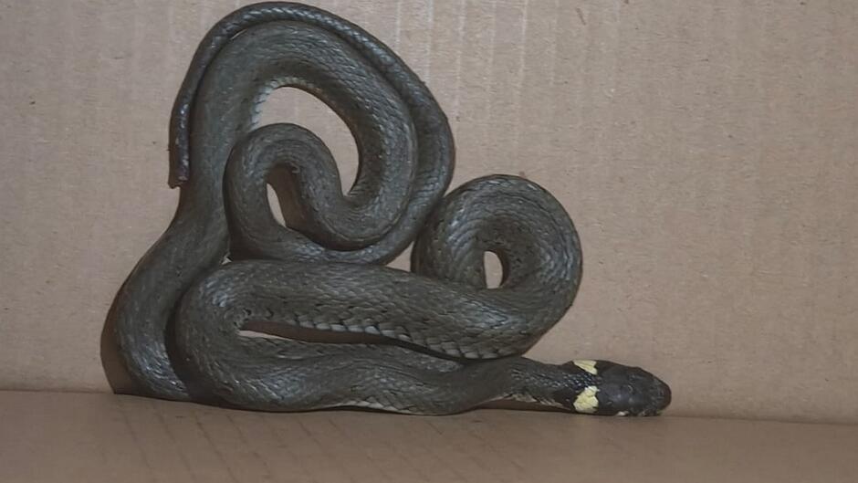 Na drugim zdjęciu ten sam gatunek jest już zwinięty w ciasne spirale, jakby próbował się schować albo czuł się zagrożony. Dobrze widać charakterystyczne jasne, żółtawe plamy po bokach głowy. To typowa cecha zaskroniec zwyczajny – węża, który w Polsce jest niegroźny dla ludzi. Tło jest neutralne, wygląda jak karton albo ściana, więc możliwe, że ktoś go przeniósł lub zabezpieczył.