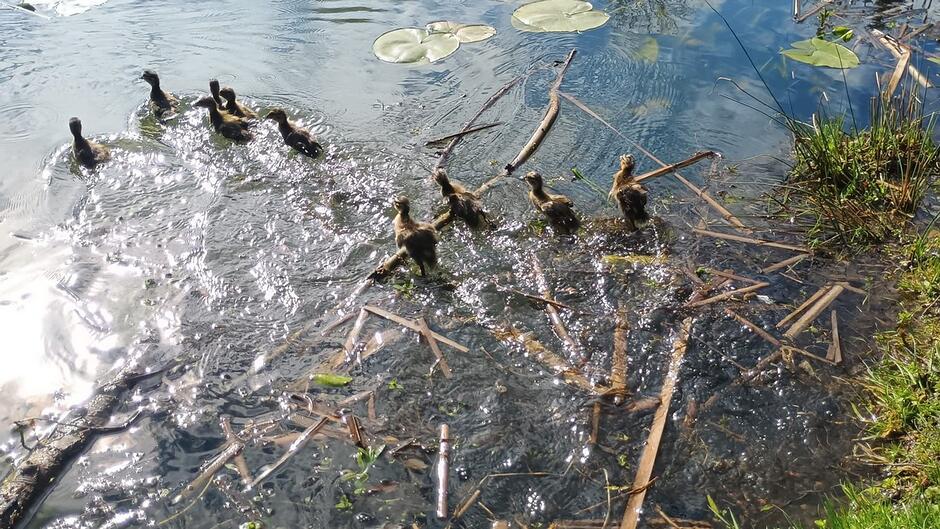 Na zdjęciu widoczny jest zbiornik wodny w naturalnym otoczeniu. W wodzie znajduje się grupa młodych ptaków wodnych poruszających się wśród drobnych gałęzi, patyków i roślinności zanurzonej. Na powierzchni wody widać liście lilii wodnych. Brzeg zbiornika porośnięty jest trawą, a światło słoneczne odbija się na tafli wody, tworząc jasne refleksy.
