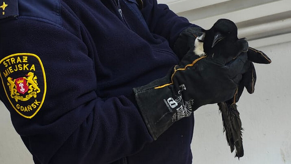 Na zdjęciu widoczna jest strażnik miejski w odzieży służbowej, trzymająca w dłoniach ptaka o czarno-białym upierzeniu. Osoba ma na sobie granatową bluzę z widoczną naszywką z napisem „Straż Miejska Gdańsk” na ramieniu oraz ochronne rękawice. Ptak jest delikatnie podtrzymywany obiema dłońmi. Tło stanowi jasna, gładka ściana wewnętrzna, a zdjęcie wykonane jest w pomieszczeniu, prawdopodobnie korytarzu lub klatce schodowej.