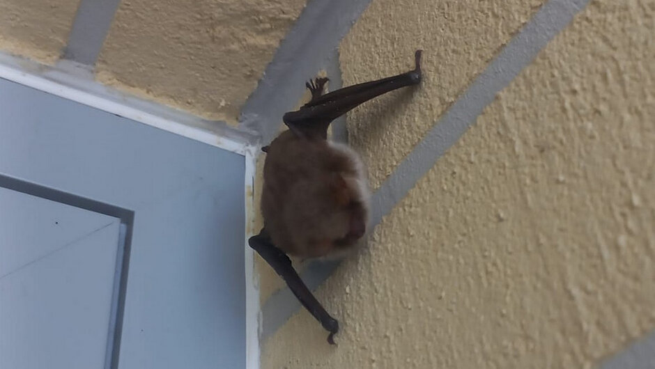 Na zdjęciu widoczny jest nietoperz przyczepiony do pionowej, chropowatej ściany o żółtawym kolorze. Zwierzę znajduje się w rogu budynku, tuż pod sufitem lub betonowym nadwieszeniem. Nietoperz jest zawieszony głową w dół, z rozłożonymi ciemnymi skrzydłami opartymi o ścianę. Obok widać ramę drzwi w jasnoszarym kolorze. Ściana ma wyraźną fakturę oraz pasy w kolorze szarym, które mogą oznaczać element dekoracyjny lub konstrukcyjny.