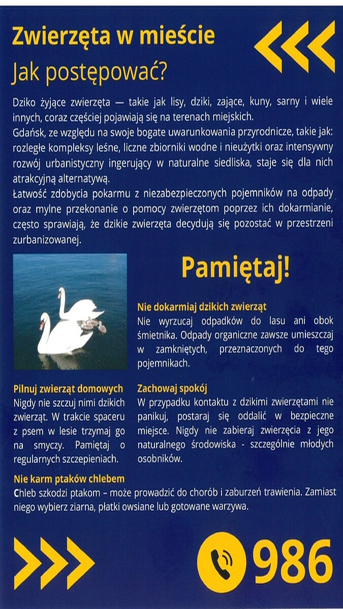 Plakat pod tytułem „Zwierzęta w mieście – jak postępować?” ma charakter edukacyjny i informacyjny. Został zaprojektowany w kolorystyce granatowo‑żółtej, z wyraźnymi strzałkami kierunkowymi oraz dużymi, czytelnymi nagłówkami. Jego celem jest uświadomienie mieszkańcom zasad bezpiecznego i odpowiedzialnego postępowania wobec dzikich zwierząt pojawiających się na terenach miejskich.
W górnej części plakatu znajduje się wprowadzenie wyjaśniające, że dzikie zwierzęta, takie jak lisy, dziki, zające, kuny czy sarny, coraz częściej pojawiają się w miastach. Podkreślono, że Gdańsk – ze względu na rozległe tereny zielone, zbiorniki wodne oraz intensywny rozwój urbanistyczny – stanowi dla nich atrakcyjne środowisko. Zwrócono również uwagę na wpływ łatwego dostępu do pożywienia i błędnego przekonania, że dokarmianie zwierząt jest formą pomocy.
Centralna część plakatu zawiera hasło „Pamiętaj!”, pod którym przedstawiono najważniejsze zasady: Nie dokarmiaj dzikich zwierząt oraz nie pozostawiaj odpadów w lasach i przy śmietnikach; odpady organiczne należy wyrzucać wyłącznie do zamkniętych pojemników.
Pilnuj zwierząt domowych – nie szczuj nimi dzikich zwierząt, a podczas spacerów w lesie trzymaj psa na smyczy i dbaj o regularne szczepienia.
Zachowaj spokój w przypadku spotkania z dzikim zwierzęciem, oddal się w bezpieczne miejsce i nie zabieraj zwierząt z ich naturalnego środowiska, szczególnie młodych osobników.
Nie karm ptaków chlebem, ponieważ jest on dla nich szkodliwy; zamiast tego zalecane są ziarna, płatki owsiane lub gotowane warzywa.

Na plakacie umieszczono również fotografię łabędzi pływających po wodzie, która wzmacnia przekaz dotyczący ochrony zwierząt i właściwego dokarmiania ptactwa. W dolnej części widnieje numer telefonu 986, zachęcający do kontaktu w sytuacjach wymagających interwencji służb.
Całość jest przejrzysta, czytelna i skierowana do mieszkańców miasta, promując odpowiedzialne zachowanie wobec dzikiej fauny oraz bezpieczeństwo ludzi i zwierząt.
