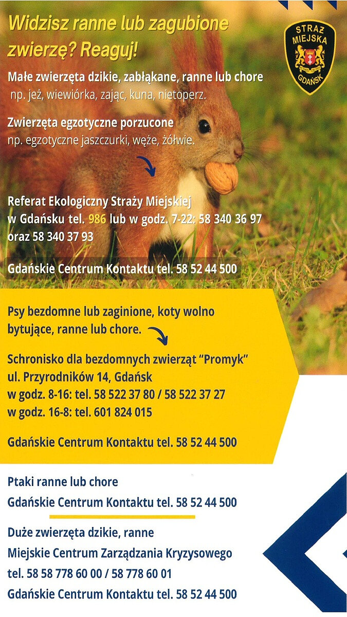 Plakat ma charakter edukacyjno‑informacyjny i dotyczy reagowania na przypadki rannych, chorych lub zagubionych zwierząt na terenie Gdańska. W górnej części widnieje hasło „Widzisz ranne lub zagubione zwierzę? Reaguj!”, obok którego umieszczono logo Straży Miejskiej w Gdańsku. Tłem jest fotografia dzikiego zwierzęcia – wiewiórki trzymającej orzech, przedstawionej na tle zielonej trawy, co nadaje plakatowi przyjazny, przyrodniczy charakter.
Treść plakatu podzielona jest na czytelne sekcje: Małe zwierzęta dzikie (np. jeż, wiewiórka, zając, kuna, nietoperz) oraz porzucone zwierzęta egzotyczne (np. jaszczurki, węże, żółwie) – z informacją o kontakcie do Referatu Ekologicznego Straży Miejskiej w Gdańsku, wraz z numerem alarmowym 986 oraz dodatkowymi numerami telefonów.
Psy bezdomne, zagubione oraz koty wolno bytujące, ranne lub chore – wskazano Schronisko dla Bezdomnych Zwierząt „Promyk” w Gdańsku wraz z adresem i numerami telefonów, z podziałem na godziny pracy.
Ptaki ranne lub chore – podano kontakt do Gdańskiego Centrum Kontaktu.
Duże zwierzęta dzikie, ranne – wskazano Miejskie Centrum Zarządzania Kryzysowego oraz numery telefonów alarmowych.

Plakat wykorzystuje kontrastowe kolory (żółty, biały i granatowy), strzałki kierujące wzrok odbiorcy oraz wyraźne nagłówki, co ułatwia szybkie odnalezienie właściwej informacji. Całość ma na celu zachęcenie mieszkańców do odpowiedniej reakcji i zgłaszania przypadków zwierząt potrzebujących pomocy.