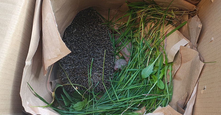 Na trzecim zdjęciu widoczny jest większy jeż w pudełku, prawdopodobnie dorosły lub znacznie starszy osobnik.
Ogólny widok: Jeż ma ciemne, gęste kolce i jest częściowo zwinięty lub skulony.
Kolce: Kolce są krótkie i bardzo gęste, w odcieniach ciemnego brązu i czerni, co wskazuje na znacznie bardziej rozwinięty etap życia.
Otoczenie: Zwierzę znajduje się w kartonowym pudełku wyłożonym papierem i świeżą trawą oraz roślinami (widoczne liście i źdźbła).
Układ elementów: Trawa jest skupiona po jednej stronie, a jeż znajduje się obok, częściowo zasłonięty przez papier.
Wrażenie ogólne: Pudełko wygląda jak przygotowane miejsce do transportu lub krótkotrwałego przetrzymywania.