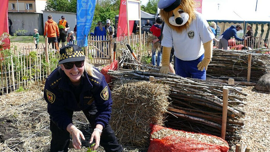 Zdjęcie przedstawia scenę plenerową podczas wydarzenia odbywającego się na ogrodzonym, zielonym terenie. Na pierwszym planie widoczna jest osoba w ciemnym mundurze straży miejskiej z charakterystycznymi naszywkami i czapką z daszkiem, pochylona nad ziemią i trzymająca w dłoniach sadzonkę lub fragment rośliny. Obok znajduje się duża maskotka lwa ubrana w jasną koszulkę z emblematem oraz czapkę, stojąca przy konstrukcji wykonanej z gałęzi i drewnianych pali przypominającej naturalne ogrodzenie.
W bezpośrednim otoczeniu widoczne są elementy zagospodarowania terenu, takie jak snopki słomy, rozłożona ziemia, żwir oraz przygotowane rabaty roślinne. Cały obszar otoczony jest niskim, drewnianym płotkiem z cienkich gałęzi. W tle znajduje się większa grupa osób poruszających się między alejkami oraz stoiskami, a także kolorowe flagi i namioty promocyjne, co wskazuje na charakter wydarzenia edukacyjnego lub rekreacyjnego.
Dodatkowo w dalszej części widoczny jest budynek oraz elementy infrastruktury miejskiej, a całość oświetlona jest jasnym światłem słonecznym, które podkreśla naturalne kolory roślinności i materiałów użytych do aranżacji przestrzeni.