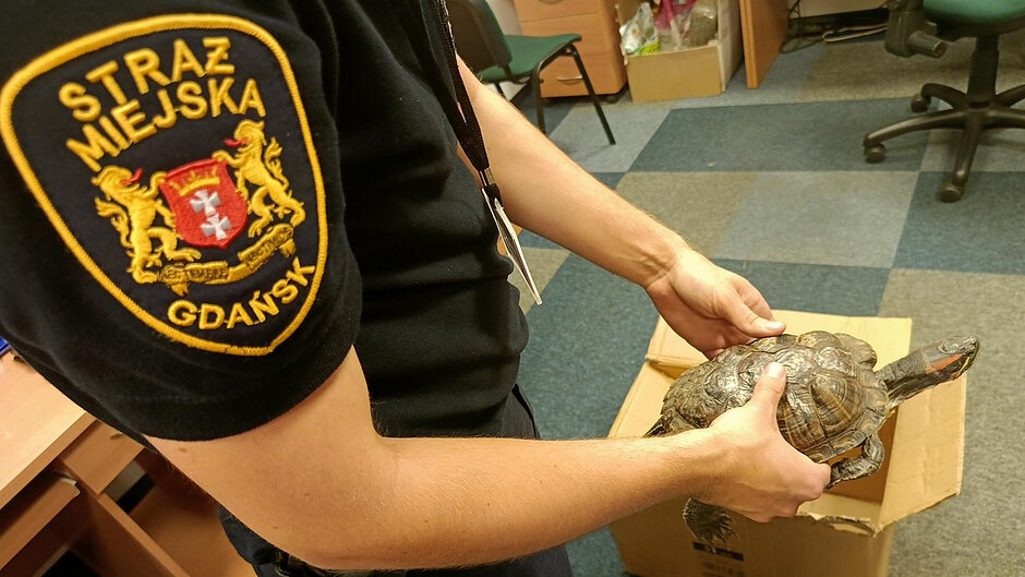 Osoba: Ubrana w czarną koszulkę z widoczną naszywką na rękawie. Na naszywce znajduje się napis „STRAŻ MIEJSKA GDAŃSK” oraz herb Gdańska (czerwone tło z symbolami i złotymi lwami po bokach).


Zwierzę: Osoba trzyma w obu rękach żółwia.

Żółw ma twardą, wyraźnie segmentowaną skorupę w odcieniach brązu i szarości.
Głowa żółwia jest wysunięta, widoczny jest charakterystyczny kształt oraz wzory na szyi i głowie.



Otoczenie:

W tle znajduje się biuro: biurko, krzesło, szafki i kartony.
Podłoga jest pokryta wykładziną w szaro‑niebieskich kwadratach.
Na biurku i w pobliżu znajdują się różne przedmioty biurowe, co sugeruje zwykłe miejsce pracy.

Wrażenie:
Zdjęcie sprawia wrażenie dokumentacyjnego – może przedstawiać interwencję lub zabezpieczenie zwierzęcia przez służby miejskie.

