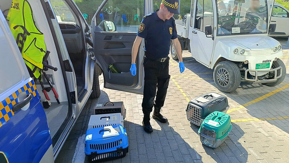 Na zdjęciu widoczna jest scena na utwardzonym parkingu lub placu manewrowym, oświetlona jasnym światłem dziennym. Na pierwszym planie znajduje się osoba ubrana w granatowy mundur służbowy z krótkim rękawem oraz czapkę z charakterystycznym wzorem w kratę. Osoba ta ma na dłoniach niebieskie rękawiczki jednorazowe i stoi obok trzech plastikowych transporterów dla zwierząt ustawionych na ziemi. Transportery mają różne kolory – jeden jest niebieski, drugi szary, a trzeci zielony – i każdy z nich posiada kratkowane drzwiczki oraz otwory wentylacyjne.
Po lewej stronie zdjęcia widoczny jest fragment oznakowanego pojazdu służbowego z otwartymi drzwiami. Wnętrze pojazdu zawiera różne elementy wyposażenia, w tym odblaskową kamizelkę w jaskrawym żółtym kolorze oraz sprzęt przypominający chwytaki lub narzędzia do bezpiecznego przenoszenia zwierząt. Na drzwiach samochodu widoczne są elementy w kolorze niebieskim oraz biało‑żółta szachownica.
W tle po prawej stronie znajduje się niewielki biały pojazd elektryczny typu meleks, a dalej widoczne są inne zaparkowane samochody oraz fragmenty zieleni. Cała scena sugeruje przygotowanie do transportu lub interwencji związanej ze zwierzętami, ze względu na obecność transporterów i specjalistycznego wyposażenia.