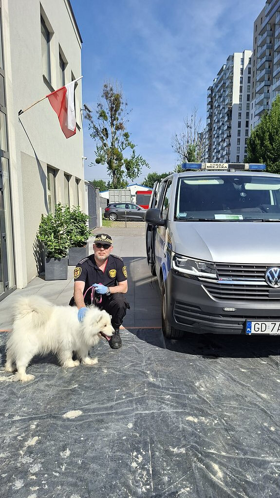 Na zdjęciu przedstawiona jest scena na zewnątrz budynku o jasnej elewacji, przy którym na ścianie zamocowana jest biało‑czerwona flaga. Na utwardzonym chodniku, częściowo zabezpieczonym czarną folią ochronną, stoi osoba ubrana w czarny mundur służbowy z oznaczeniami oraz czapkę z daszkiem. Na dłoniach tej osoby widoczne są jednorazowe rękawiczki, a w jednej ręce trzymana jest smycz.
Obok osoby znajduje się biały pies o gęstej, puszystej sierści, stojący na czterech łapach i zwrócony bokiem do obiektywu. Smycz przypięta do psa ma różowy kolor i łączy się z ręką osoby stojącej obok. Pies i osoba znajdują się blisko zaparkowanego pojazdu typu van w kolorze szarym, który posiada oznaczenia „Straż Miejska” oraz zamontowane na dachu sygnały świetlne. Drzwi boczne pojazdu są otwarte, co umożliwia wgląd do jego wnętrza.
W tle widoczne są elementy miejskiej zabudowy, w tym inne zaparkowane samochody, drzewa oraz wysoki budynek mieszkalny o nowoczesnej formie z wieloma balkonami. Całość sceny oświetlona jest silnym światłem dziennym, które tworzy wyraźne cienie i podkreśla kontrast między jasnymi i ciemnymi elementami obrazu.