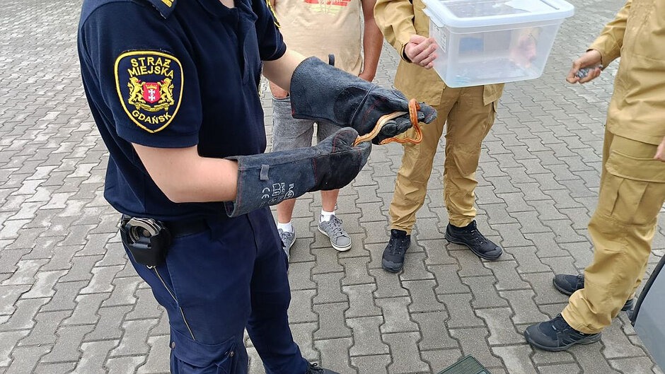 Strażnik miejski i trzech strażaków stoją, widoczni od szyi w dół. Strażnik trzyma w rękach ubranych w rękawice węża zbożowego.