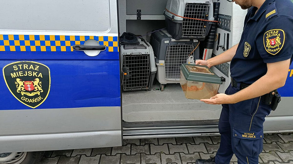 Przy otwartych drzwiach radiowozu straży miejskiej stoi strażnik, który trzyma w rękach plastikowe przezroczyste pudełko z wężem w środku.