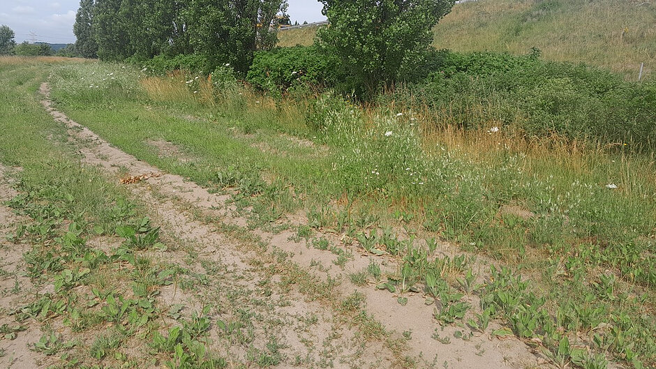 ul. Przybrzeżna uprzątnięty teren