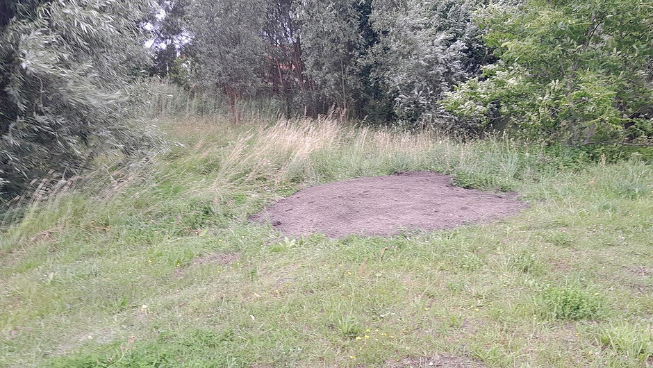 Na zdjęciu widoczny jest trawiasty teren porośnięty wysoką roślinnością, położony na skraju zadrzewienia. W centralnej części fotografii znajduje się duży, nieregularny kopiec świeżo usypanej ziemi o szarobrązowym zabarwieniu. Otoczenie stanowią wysokie trawy oraz gęste krzewy i drzewa liściaste. W tle widoczna jest zwarta ściana zieleni tworząca naturalną granicę terenu. Podłoże wokół kopca jest częściowo porośnięte trawą, miejscami widoczne są niewielkie odsłonięcia gruntu. Zdjęcie wykonano przy zachmurzonym niebie, w naturalnym świetle dziennym.