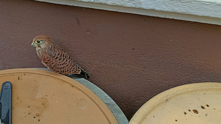 Na obrzeżu dwóch pojemników znajduje się pustułka zwyczajna (Falco tinnunculus). Ptak ma charakterystyczne rdzawobrązowe upierzenie z ciemnymi plamkami. W tle widoczna jest ściana budynku. Pustułka obserwuje otoczenie, siedząc na krawędzi pojemnika.
