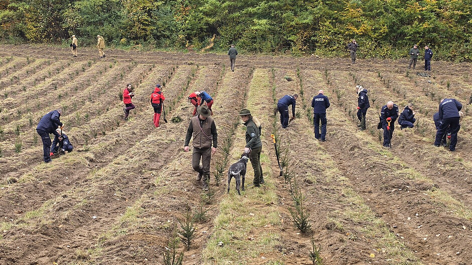 Na rozległym polu przygotowanym pod zalesienie kilkanaście osób sadzi młode świerki. Dwie osoby w mundurach Straży Miejskiej pracują przy sadzonkach na pierwszym planie, trzymając łopaty i przygotowując kolejne miejsca do nasadzeń. Wokół rozciągają się długie, równoległe rzędy młodych drzewek.