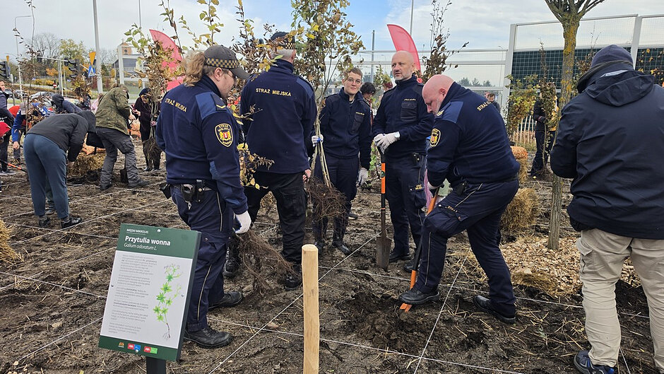Na zdjęciu widoczna jest grupa funkcjonariuszy Straży Miejskiej uczestniczących w sadzeniu roślin podczas akcji tworzenia miejskiego mikrolasu. Kilka osób w granatowych mundurach pracuje na wyznaczonym do nasadzeń terenie, trzymając sadzonki drzew oraz używając łopat do przygotowania dołków. Teren został podzielony za pomocą sznurków wyznaczających miejsca sadzenia.

Na pierwszym planie, po lewej stronie, znajduje się tablica informacyjna dotycząca jednej z roślin. Widoczny jest napis „Przytulia wonna (Galium odoratum L.)” oraz ilustracja przedstawiająca tę roślinę. W centralnej części zdjęcia strażnicy ustawiają sadzonki drzew i przygotowują grunt pod kolejne nasadzenia.

W tle można zauważyć wielu uczestników wydarzenia wspólnie pracujących przy sadzeniu roślin. Obszar mikrolasu otoczony jest drewnianym ogrodzeniem, a nad uczestnikami powiewają czerwone flagi. W dalszej części kadru znajdują się elementy miejskiej infrastruktury, w tym latarnie, przejście dla pieszych oraz budynki. Zdjęcie dokumentuje wspólne działania na rzecz zwiększania terenów zielonych i poprawy miejskiego środowiska.